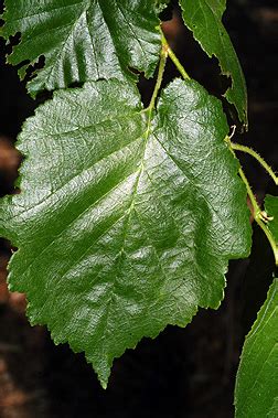 Tree Identification | Rochester, MN