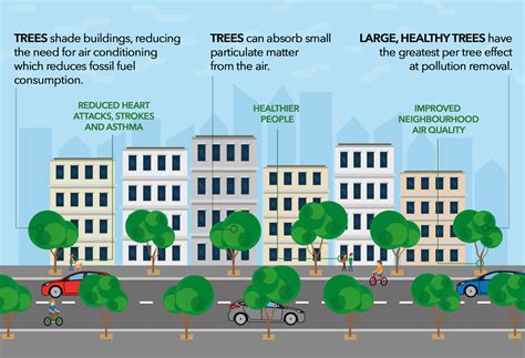 Importance Of Trees In Towns And Cities at Leonard Munch blog