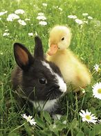 Image result for Cute White Baby Bunnies