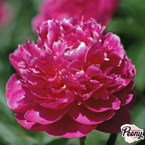 Fern Leaf Peony (P. Tenuifolia) — Hidden Springs Peony Farm
