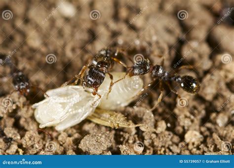 Ants with a wasp larva stock image. Image of eyes, blue - 55739057