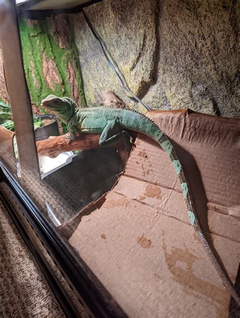 Chinese Water Dragon Cage