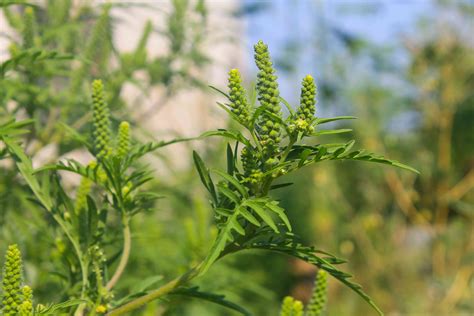 Ragweed Allergy: Causes, Symptoms, Treatments, and More