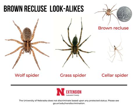 Recluse Spider Size Comparison at Richard Austin blog