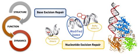 Comment Reprogrammer ADN 的图像结果