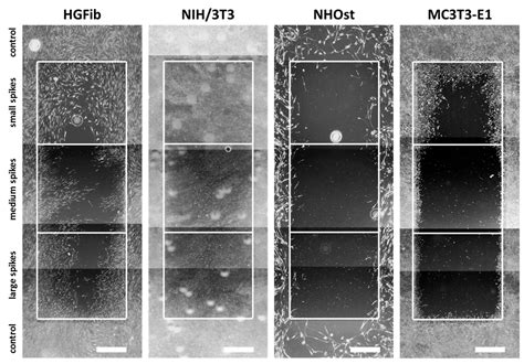 Cell Type-Specific Adhesion and Migration on Laser-Structured Opaque ...