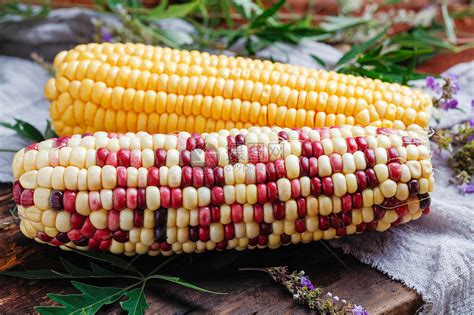 2019玉米种子排行榜_2019年高产玉米种子有哪些 十大玉米种子品牌排名_中国排行网
