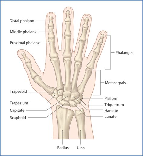 Dorsal Hand Ligaments