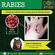 Image result for rabies