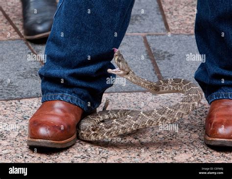Serpiente Mordiendo Fotos e Imágenes de stock - Alamy