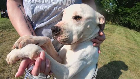 Dogs rescued from Bootheel, Missouri pound recover in St. Louis | ksdk.com