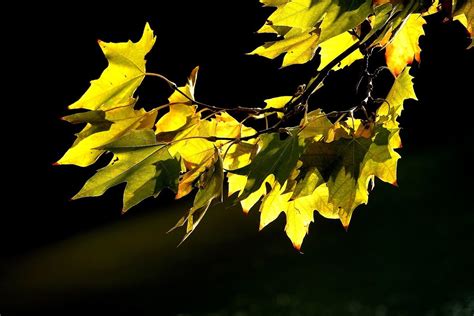 天凉好个秋——渐黄的梧桐叶-中关村在线摄影论坛