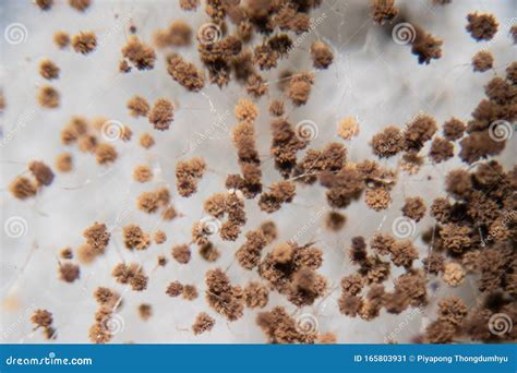Rhizopus Bread Mold Under the Microscope. Stock Image - Image of micro ...