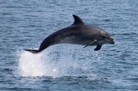 Dolfijnen overal waar we kijken en vier heel bijzondere verrassingen