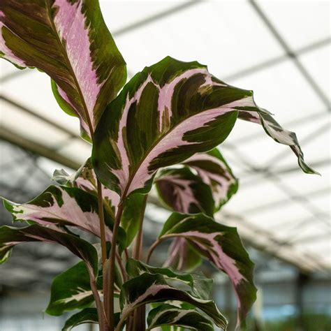 Calathea 'Stella' - Gabriella Plants