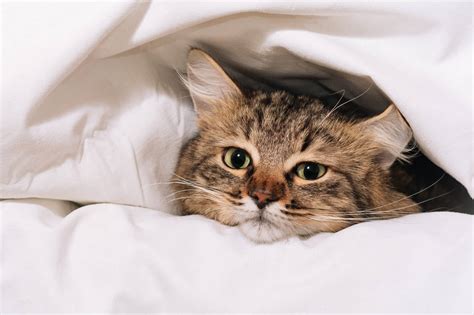 How To Tell When Your Cat Is Too Cold