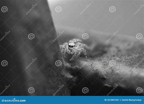Macro Closeup on Hyllus Semicupreus Jumping Spider. this Spider is ...