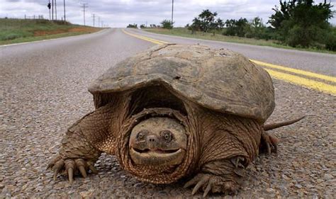 Image result for Snapping Turtle Attack
