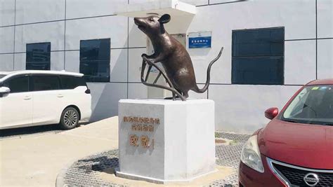 景一喜讯|景一若和文化团队打造国内首只实验室老鼠纪念碑，坐落于中国生物院实验中心大楼_新闻_北京景一若和文化有限公司官方网站