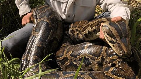 Missing woman found dead inside python after three days - WORLD ...