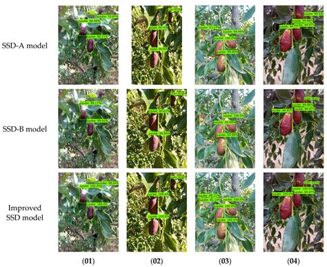 Object Detection Algorithm for Lingwu Long Jujubes Based on the ...