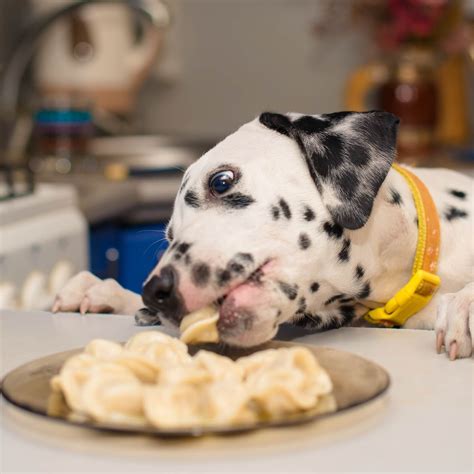 Your Dog's Counter Surfing and How to Prevent it - Toast Life - what prevents puppies from counter surfing