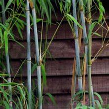 Creative Farmer Robusta Bamboo Seeds (Fargesia Robusta) Fresh Imported ...
