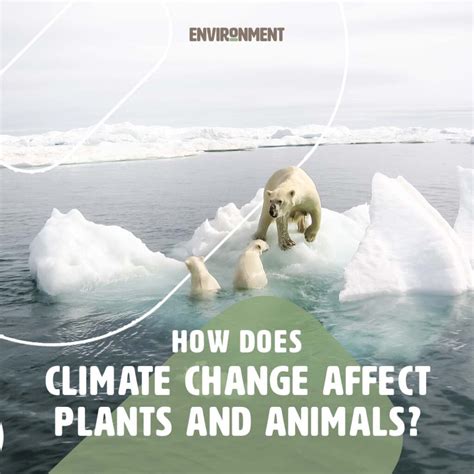 How Does Climate Change Affect the Environment?