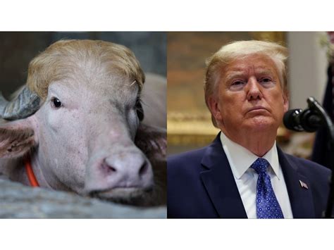 "Poor thing": Iran trolls Donald Trump with viral lookalike buffalo ...