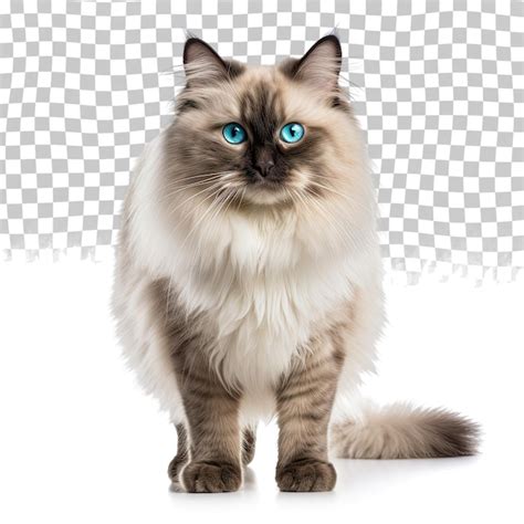 Beautiful adult mink ragdoll cat standing facing camera looking ...