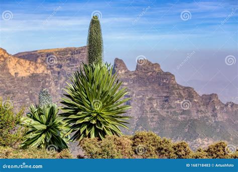 Plants Endemic To Ethiopia