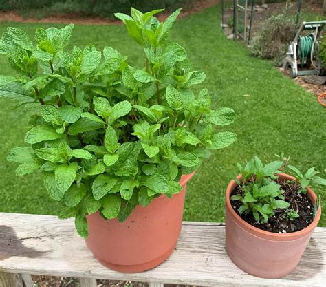 How to Grow and Care for Mint in the Home Garden