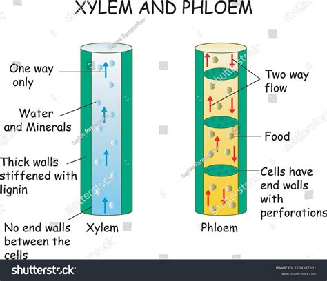 Xylem And Phloem Diagrams