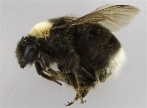 COSEWIC Assessment and Status Report on the Western Bumble Bee Bombus ...