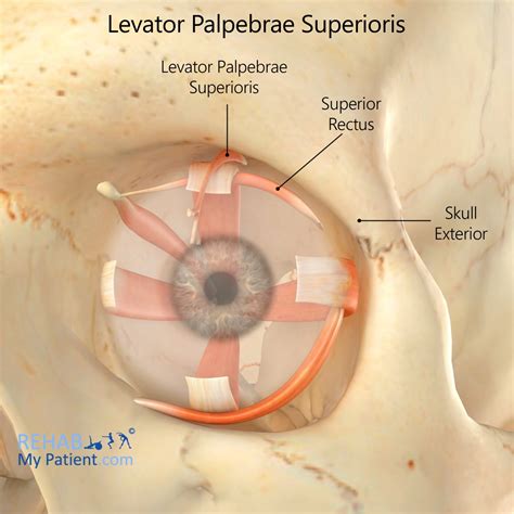 Levator Palpebrae Superioris