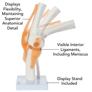 Myaskro® Anatomical Medical Knee Joint Model with Stand Life Size with ...