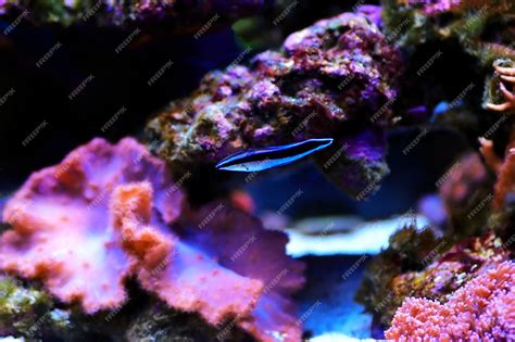 Premium Photo | Bluestreak cleaner wrasse - labroides dimidiatus
