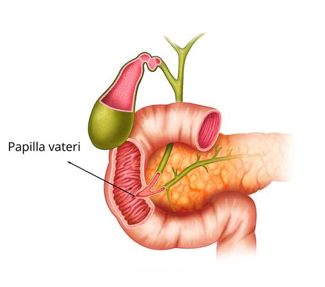 Was ist die Papilla Vateri?