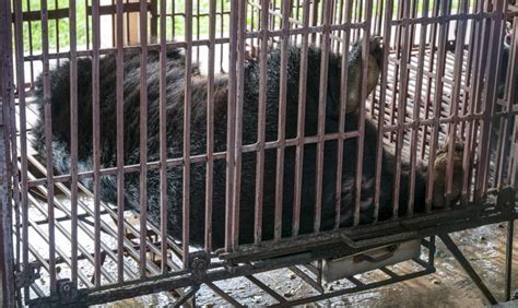 Ahead of IUCN meet, new study says bear bile demand in China sustained ...
