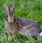 Image result for Wild Rabbit Breeds MD