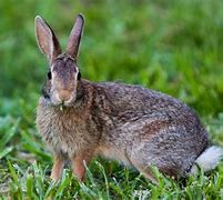 Image result for Wild Animals Rabbit