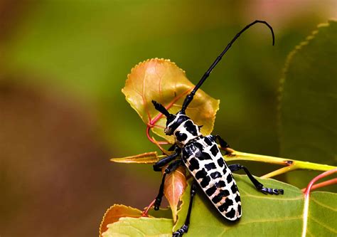 An Overview of Black and White Beetles Found in North America