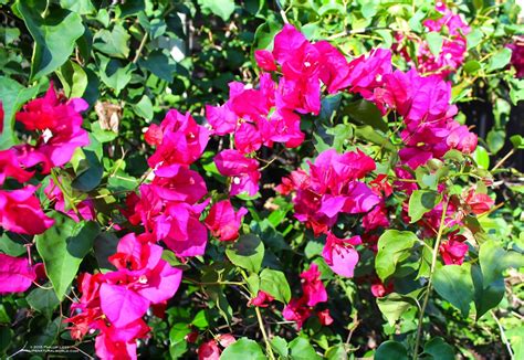 Florida Shrubs With Red Flowers at George Bousquet blog