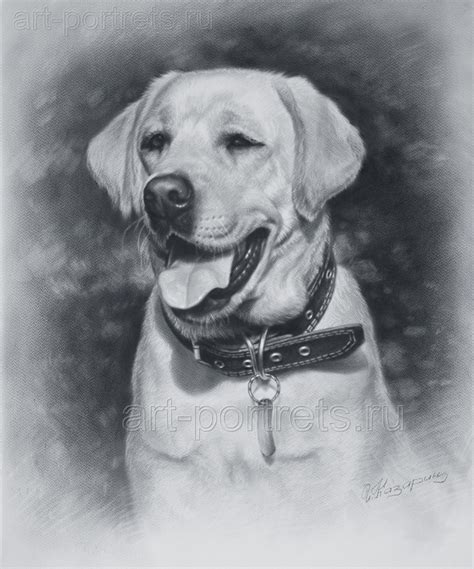 How to Draw a Realistic Labrador 的图像结果