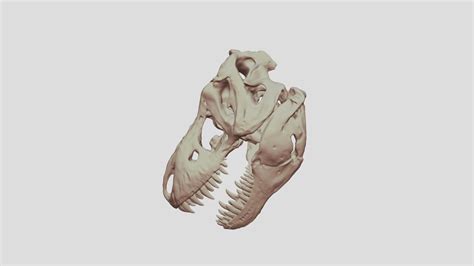 T Rex skull detailed, anatomically correct - 3D model by GenuineStuffNoBadDeal [26b880b] - Sketchfab