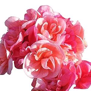 Futaba Rare Pale Pink Univalve Geranium Seeds - 50 Pcs : Amazon.in ...
