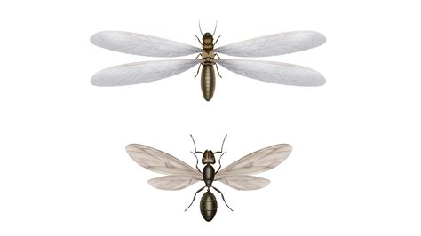 🔥 Free Download Image Of Termites Without Wings Pictures Show With ...