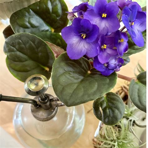 Best Soil for African Violets: The Ideal Mix for Beautiful Blooms ...
