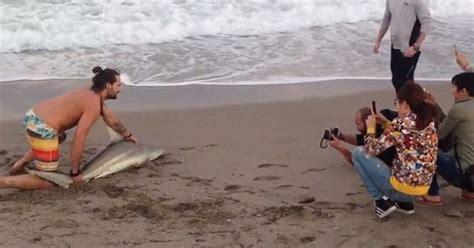 After The Dolphin And Peacocks, Now A Shark Was Pulled Out Of The Ocean ...