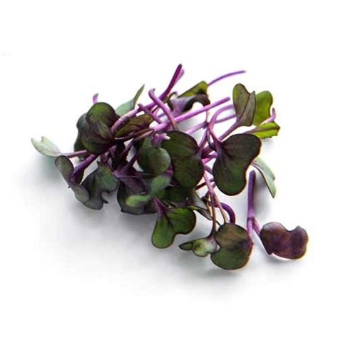 Basil Purple Microgreen Seeds – Non-GMO & Aromatic – Buy Online